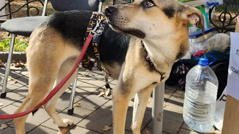 Фото: МедиаБанк Подмосковья/Хавива Фонина