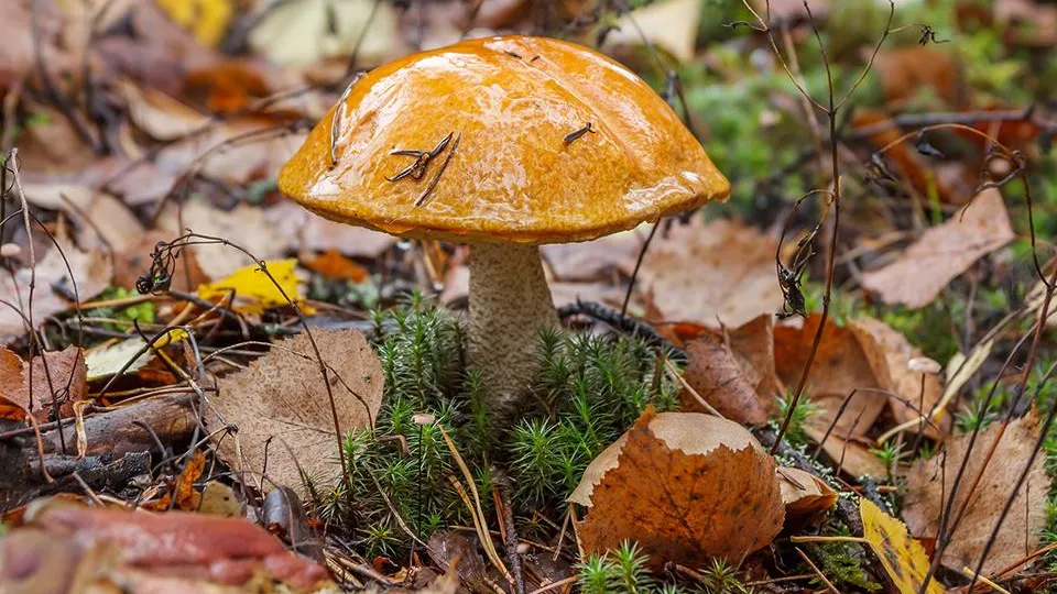 Фото: istockphoto.com/Dmitrii Tishchenko