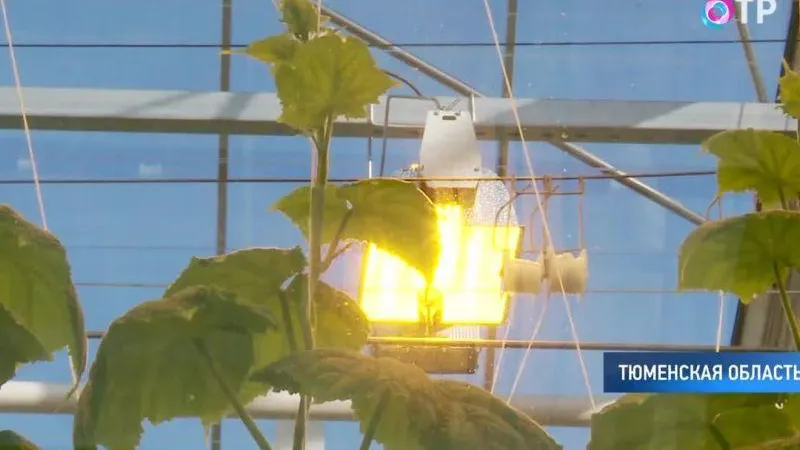 Новый тепличный комплекс заработал в Тюменской области