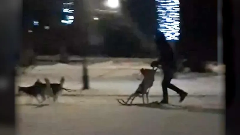 Мужчина на детской коляске, запряженной хаски, ездил по Лосино-Петровскому