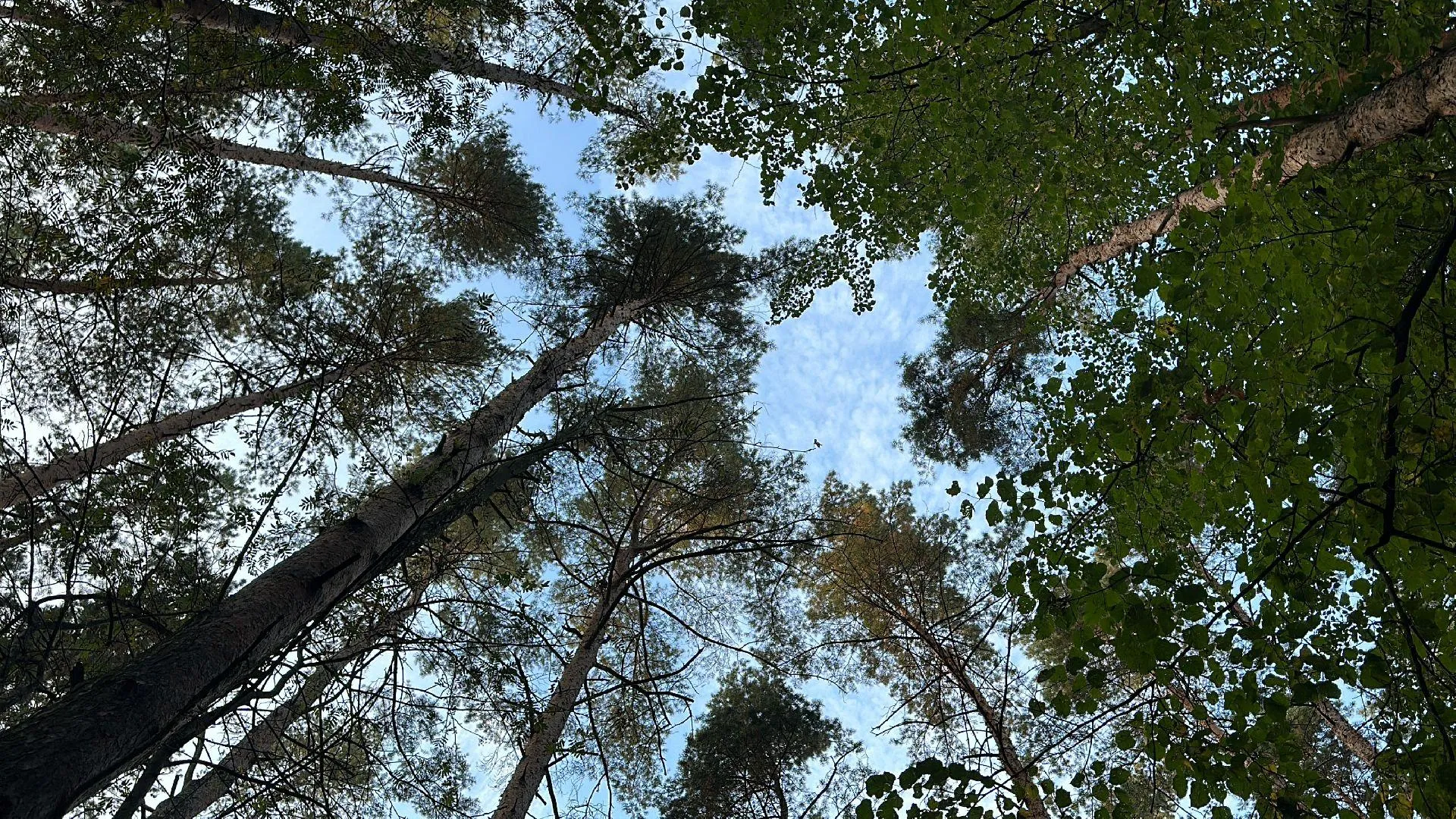 МедиаБанк Подмосковья/Мария Петрова