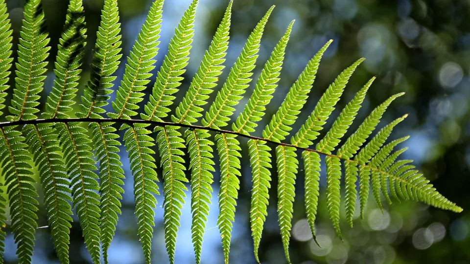 Фото: pxhere.com