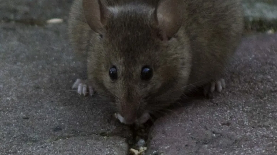 Фото: pxhere.com