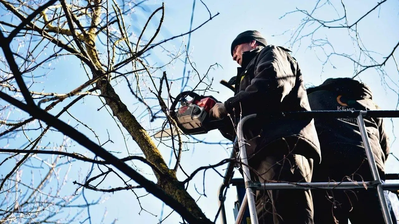 Около 4,5 тысячи сухостойных деревьев ликвидировали в Подмосковье за два месяца