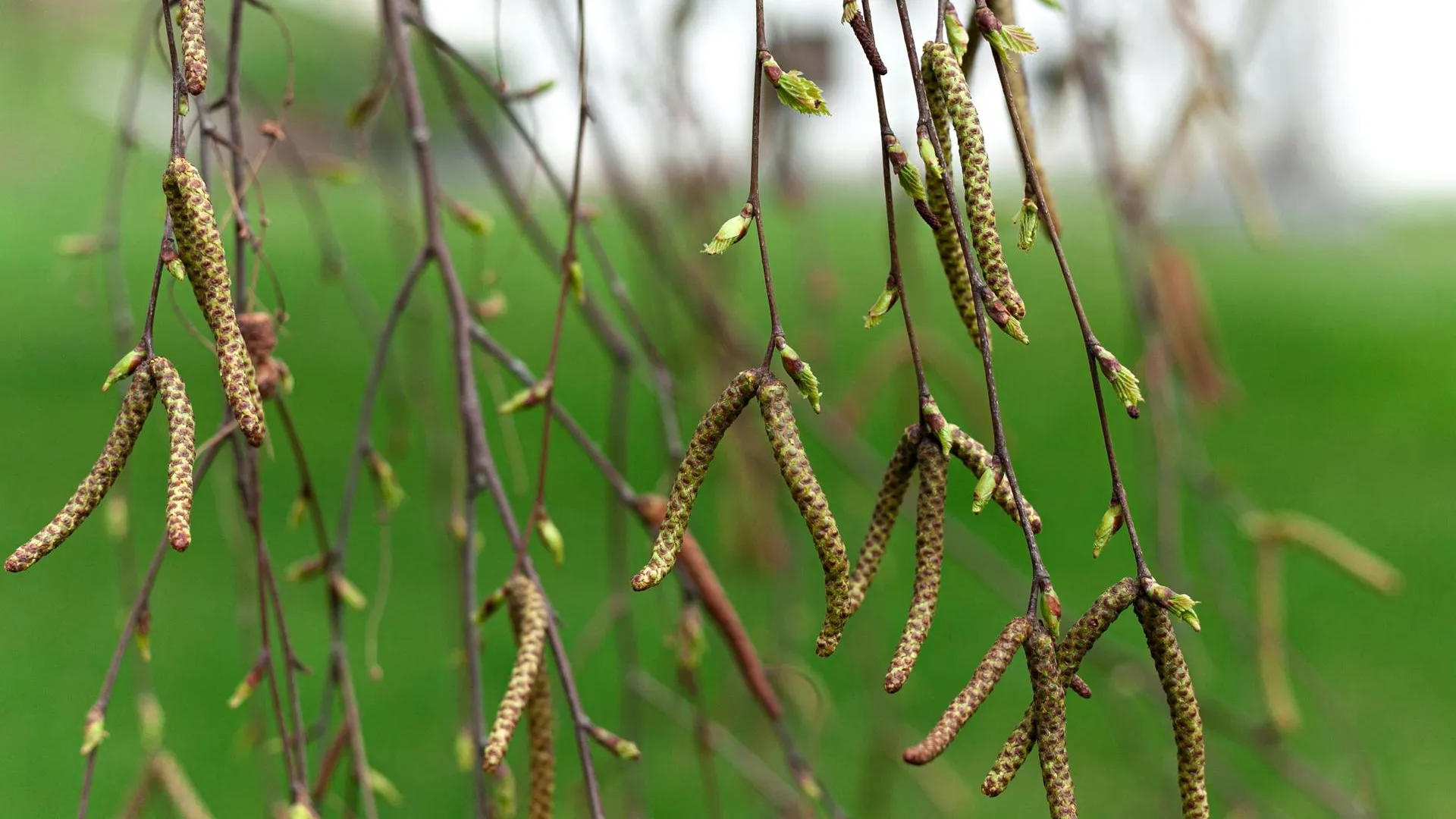 медиасток.рф