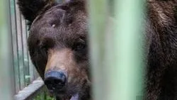 Жители уральского города встретили медведя в центре населенного пункта