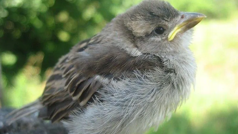 Жителей Подмосковья призвали не трогать слетков