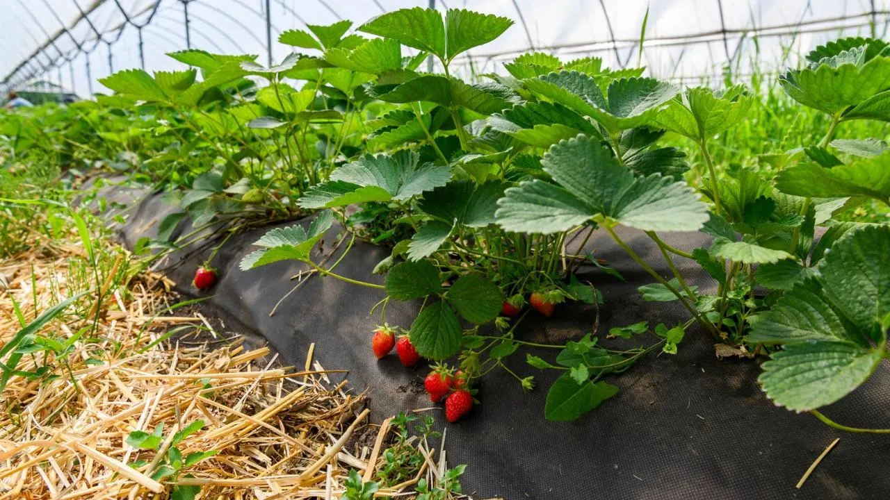 медиасток.рф