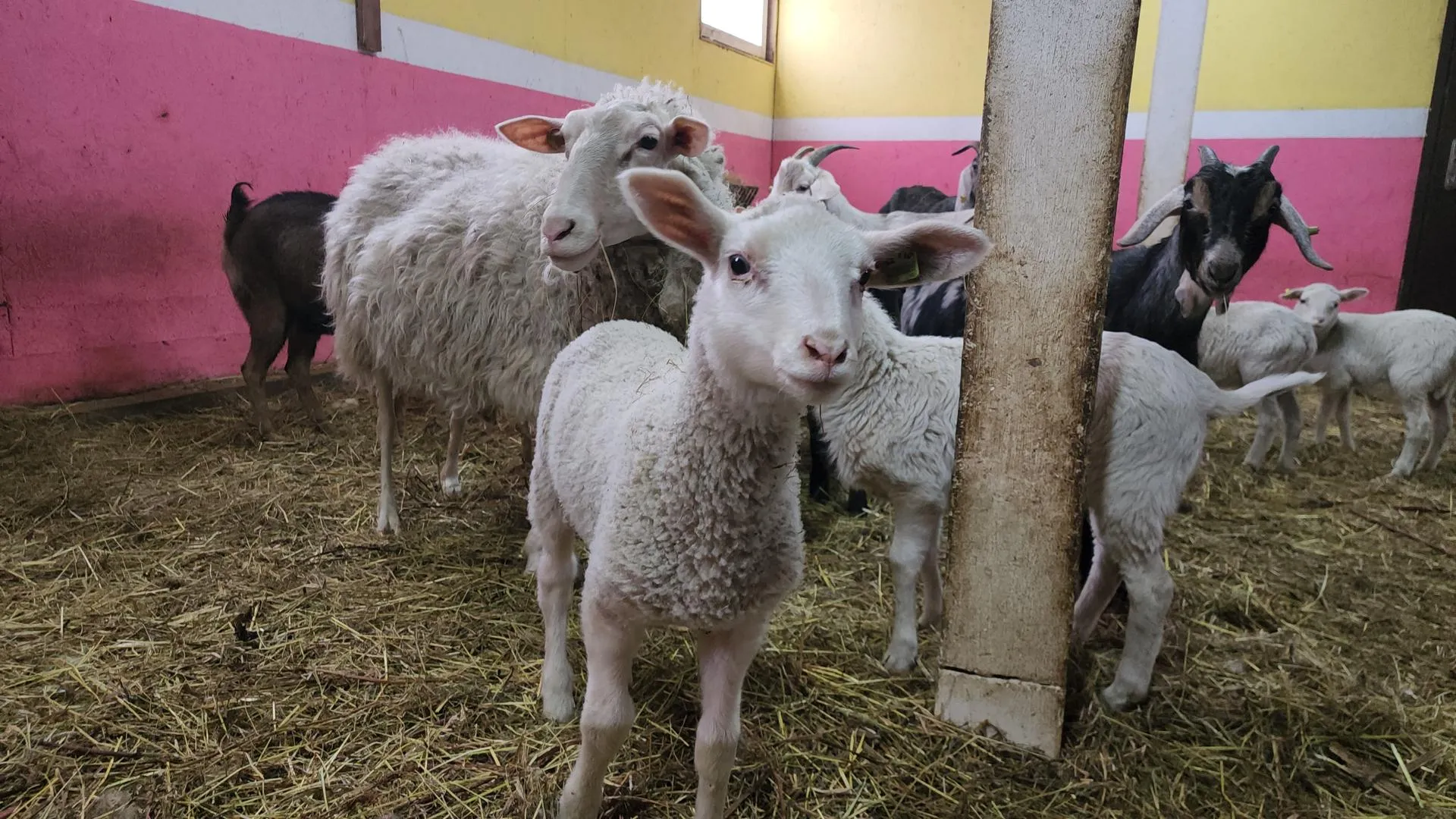 МедиаБанк Подмосковья/Екатерина Морозова