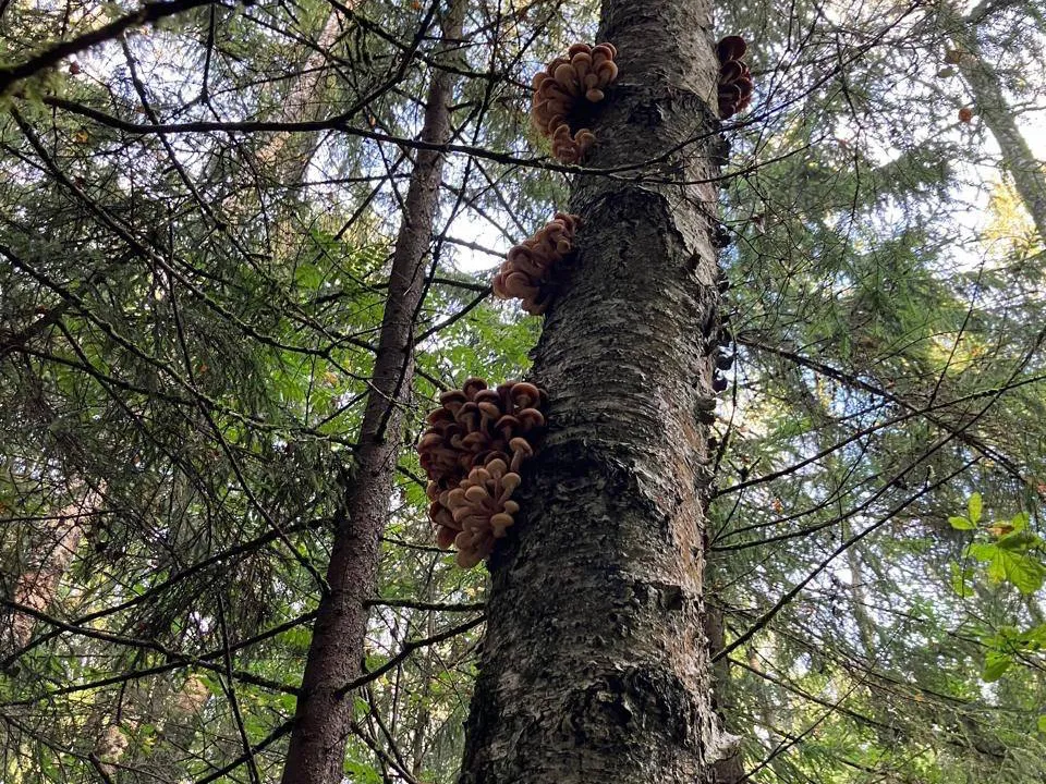 Фото: Владимир Чернов