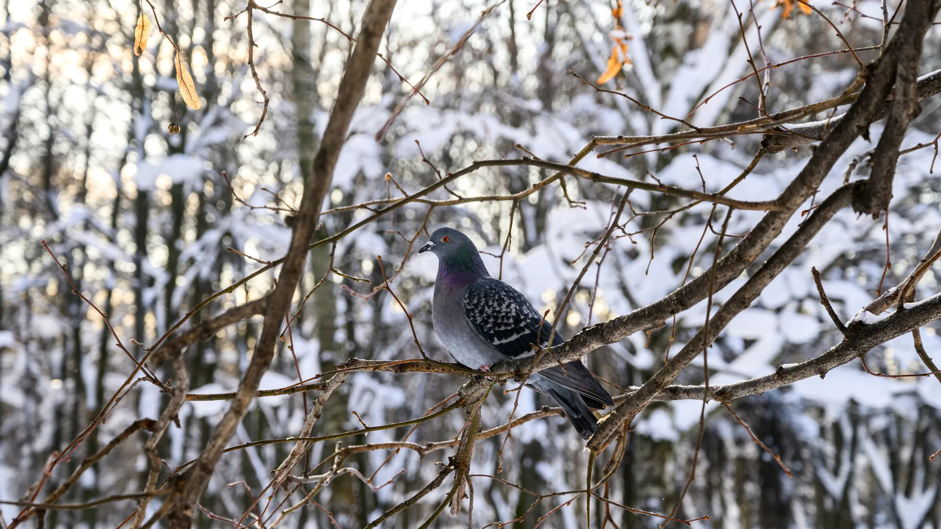 медиасток.рф
