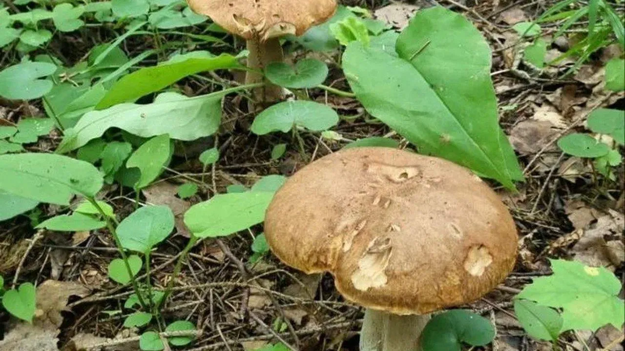 REGIONS/Наталья Надточая