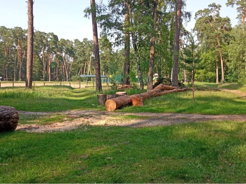 Фото: Комитет лесного хозяйства Московской области