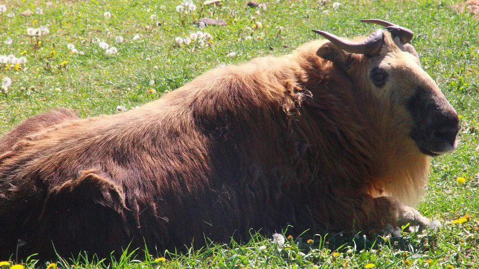 Фото: t.me/rare_animals_zoo