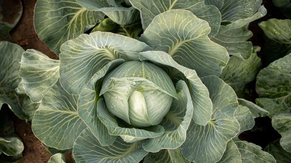 Фото: пресс-служба администрации г.о. Дмитров