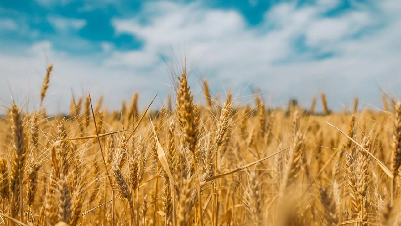 В РЗС положительно оценили приостановку участия в зерновой сделке