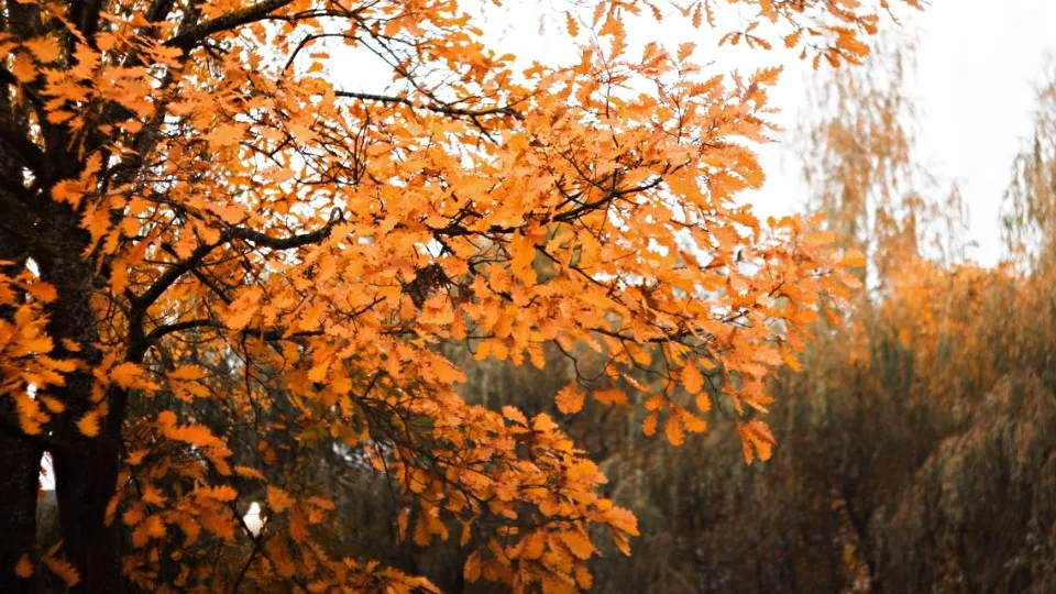 Фото: пресс-служба администрации м.о. Шаховская