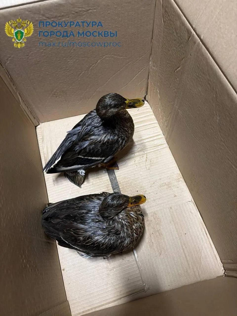 Прокуратура Москвы