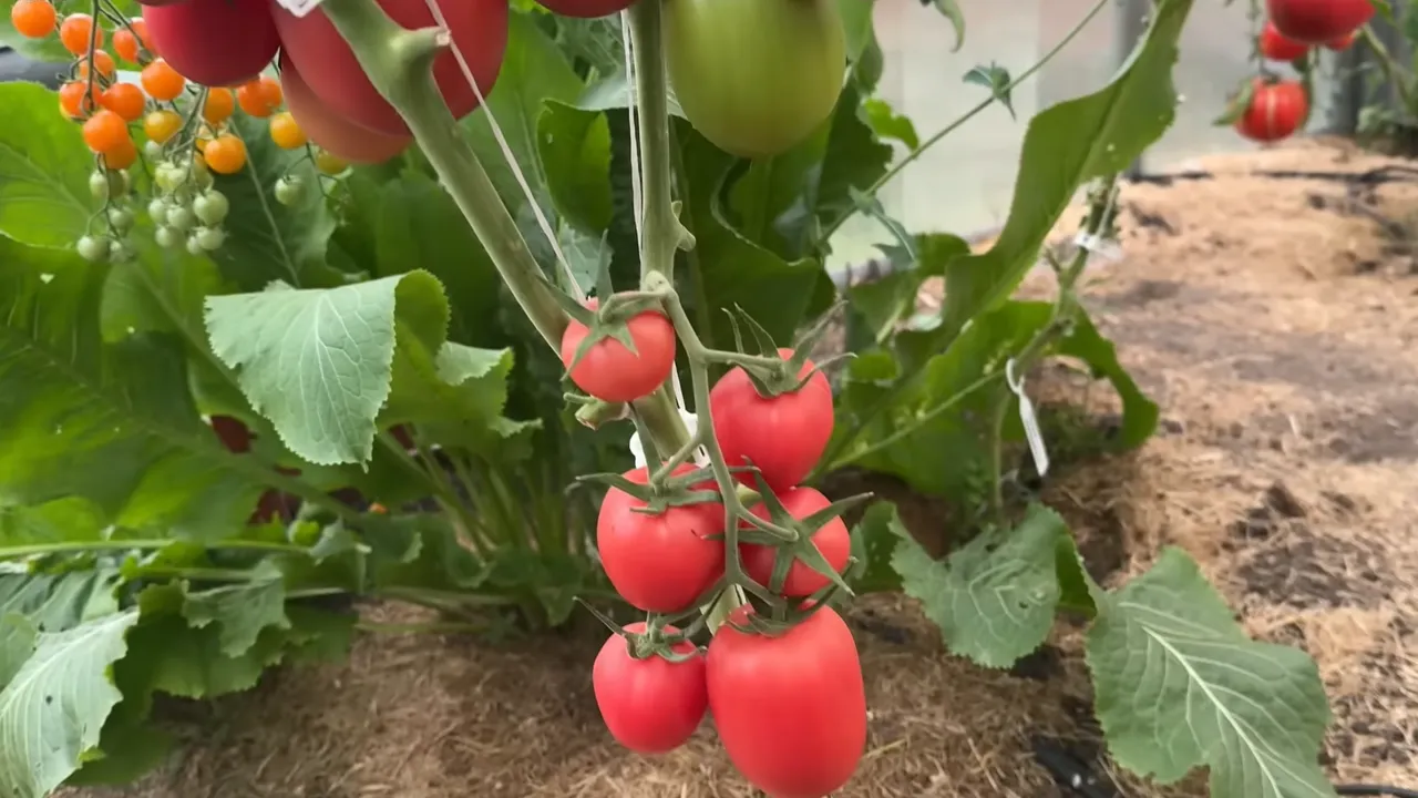 youtube.com/8 грядок