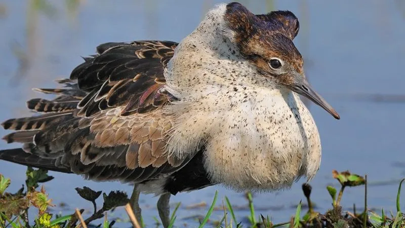 Фото И. Барташова