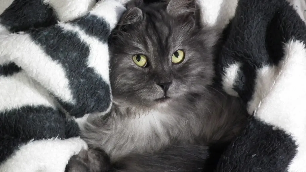 Фото: pxhere.com