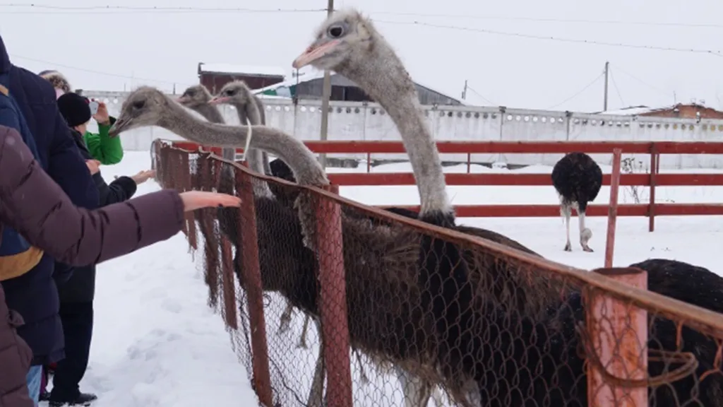 Фото: Ферма Русский страус