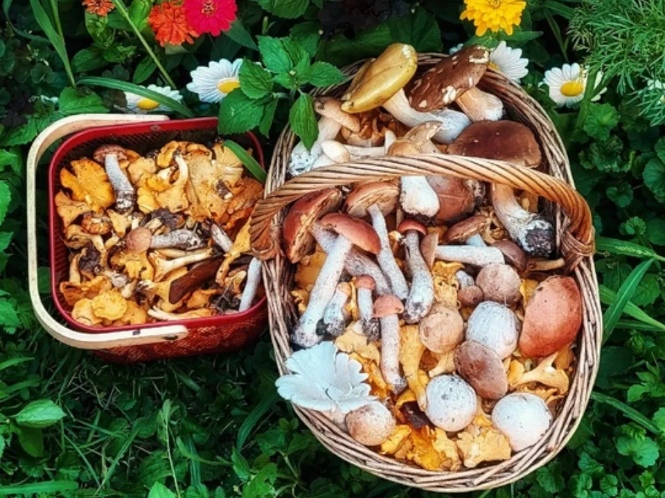 Сбор грибов 27 июля. Фото: Василий Потапов