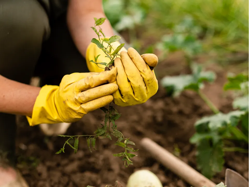 Фото: freepik.com