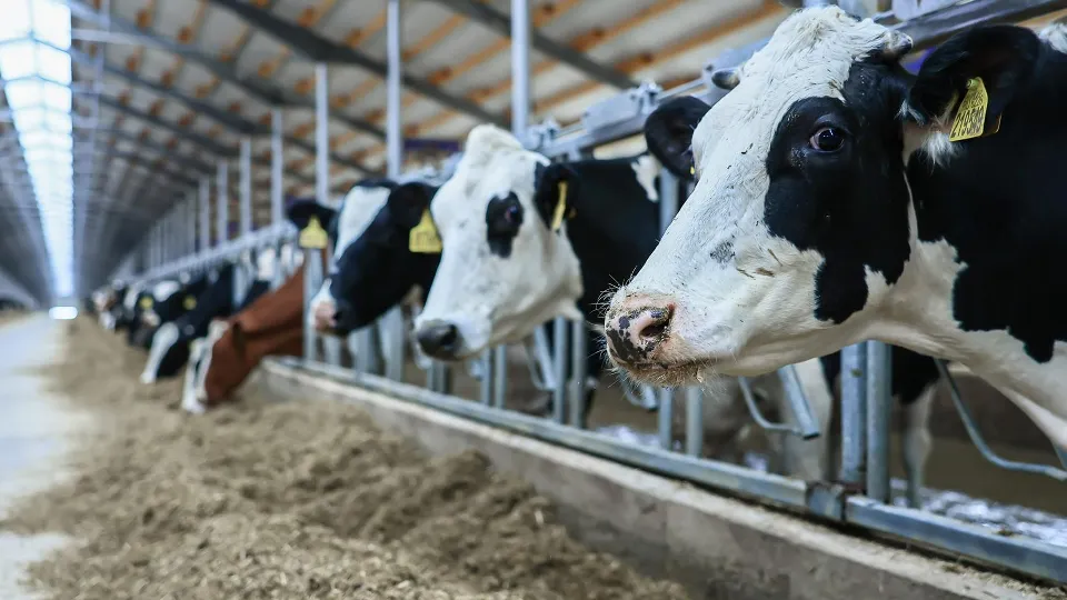 Фото: медиасток.рф