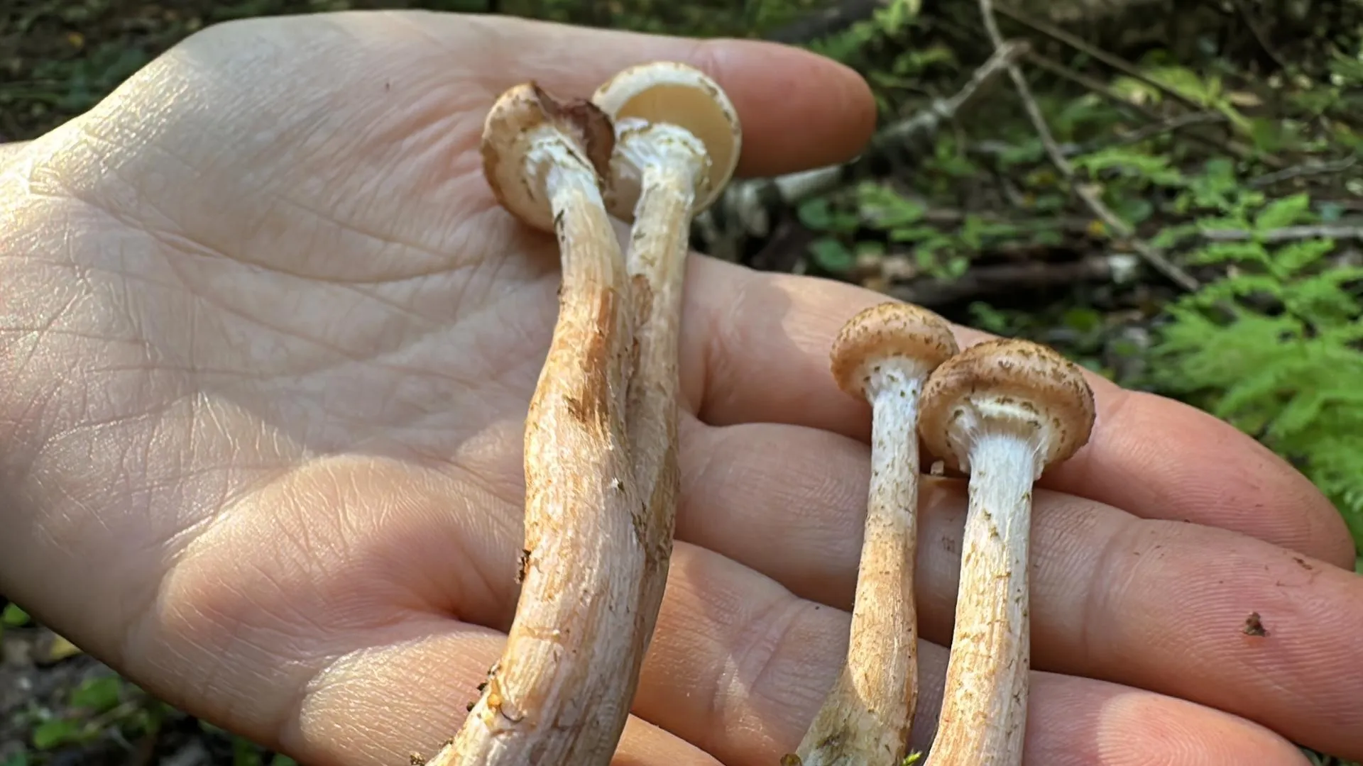 Мария Петрова