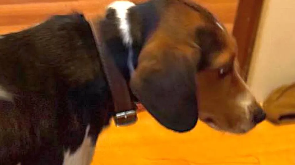 Фото: управление экологии городского округа Мытищи