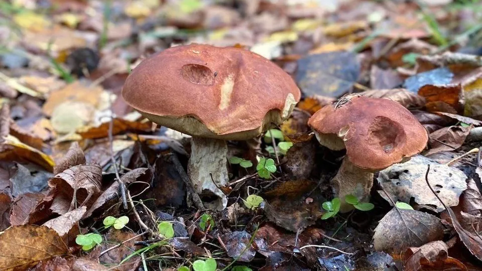 фото: соцсети