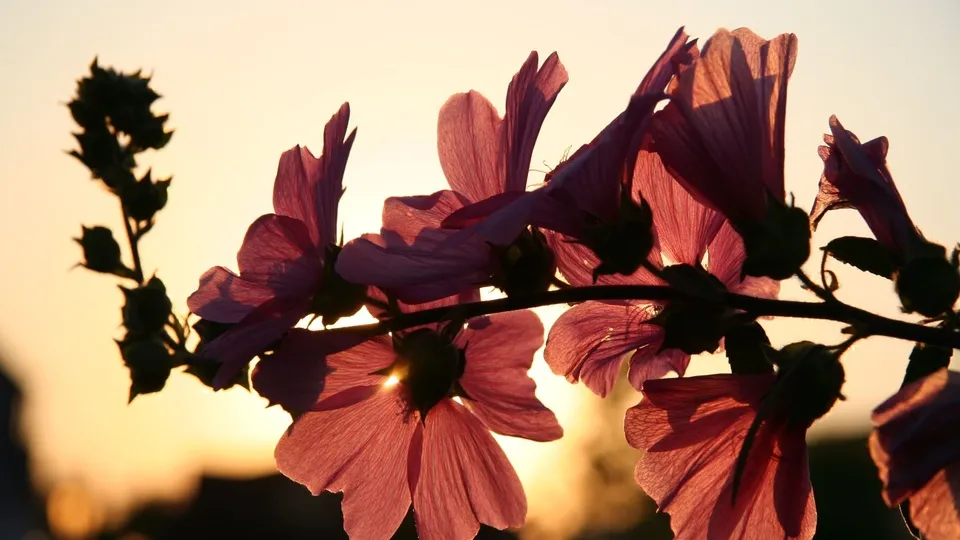 Фото: pxhere.com