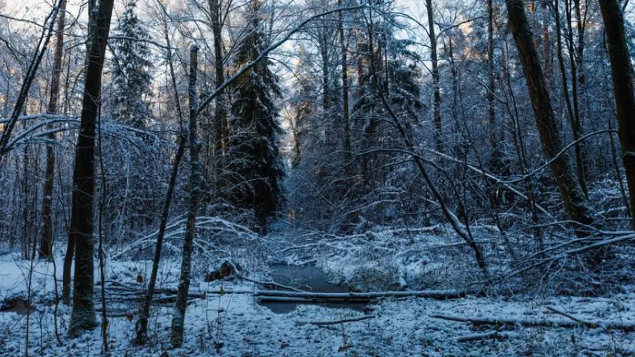 медиасток.рф