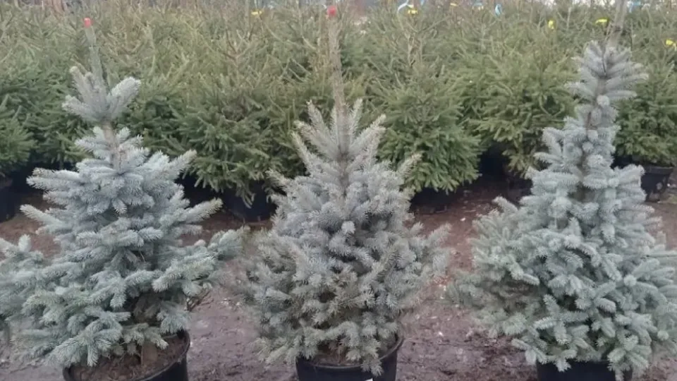 Фото: городская доска объявлений