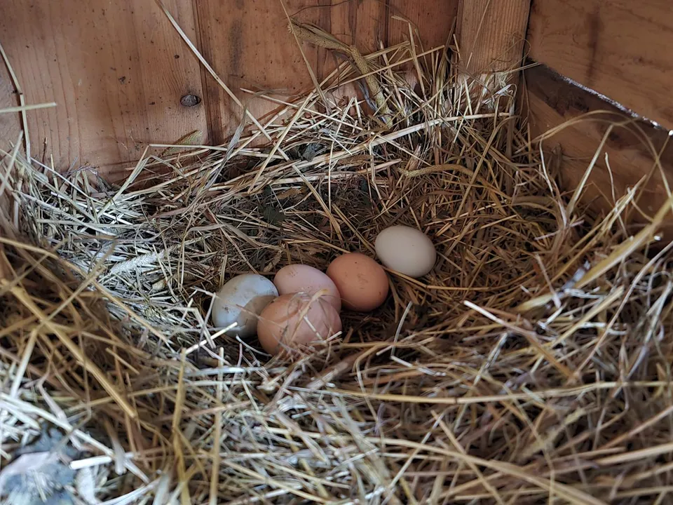 Фото: МедиаБанк Подмосковья/Марина Анисимова