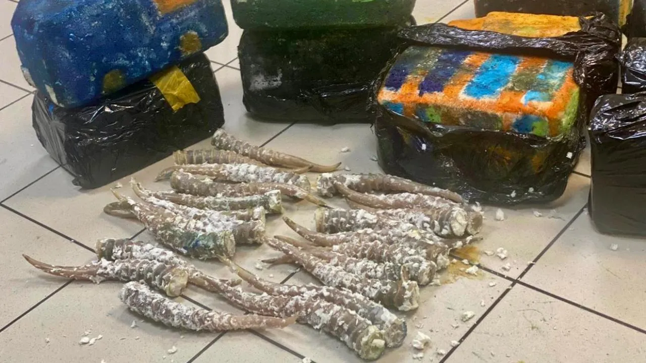 Рога краснокнижного сайгака нашли в багаже пассажира в Домодедово