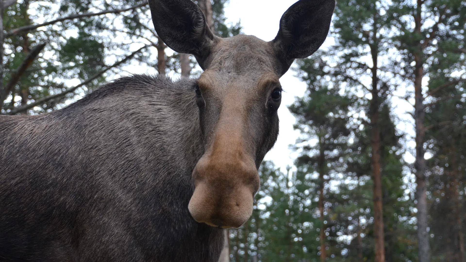 Фото: pxhere.com