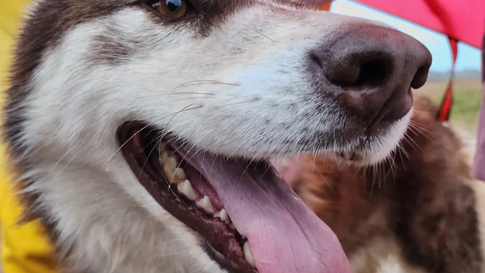 Фото: МедиаБанк Подмосковья/Екатерина Данилина