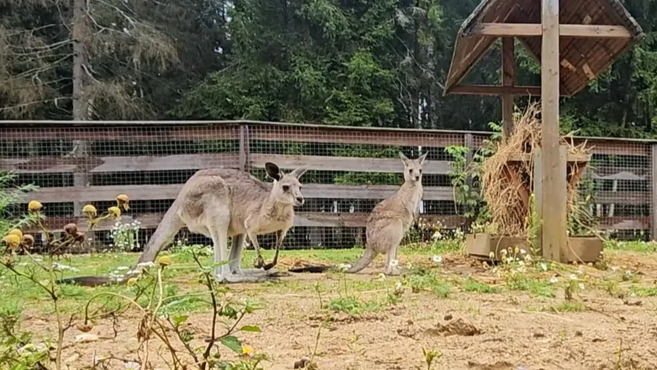 Фото: пресс-служба администрации г.о. Клин