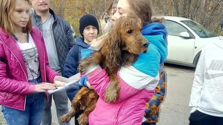 Спаниеля, который упал в пятиметровый колодец в Щелково, вызволили спасатели