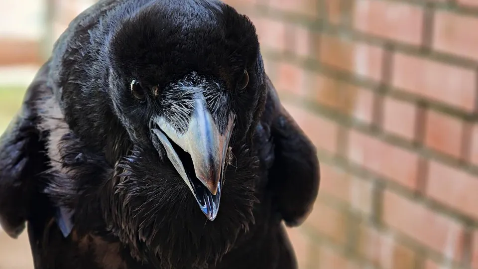 Фото: Дмитрий Беденко