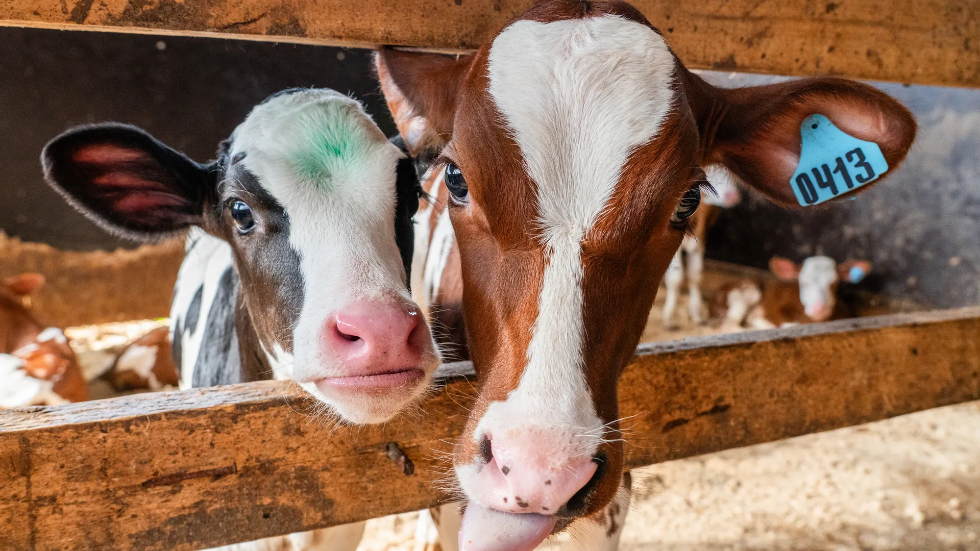 Звезда сеновала: телку в Истре хотят назвать в честь современного секс-символа Голливуда