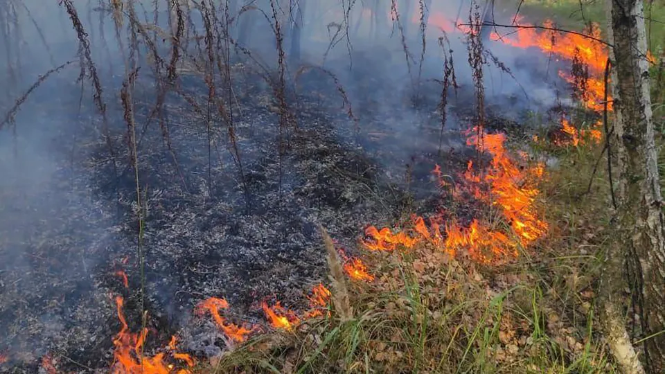 Фото: Комитет лесного хозяйства Московской области