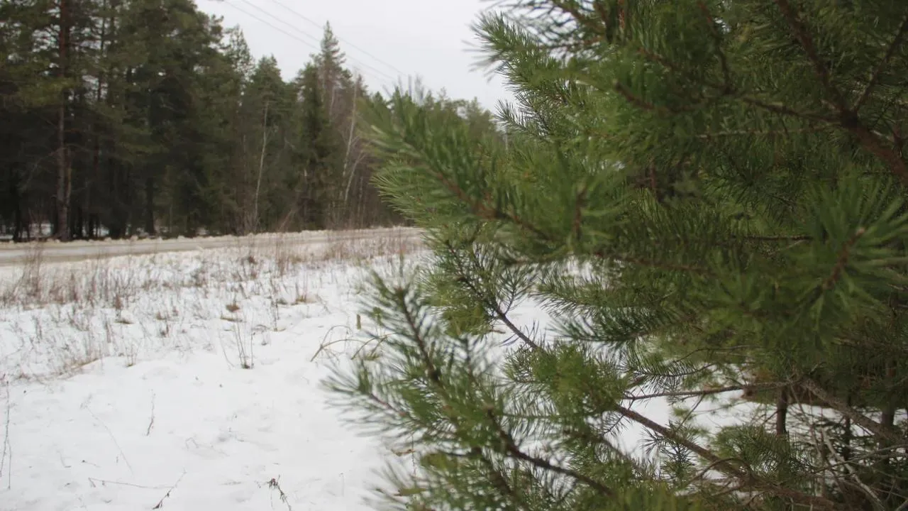 REGIONS/Василий Тремасов