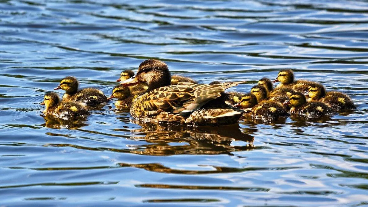 Фото: Pixabay.com