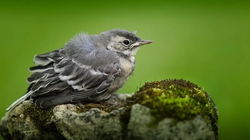 Не трогать слетков призывает жителей Подмосковья Мособллес