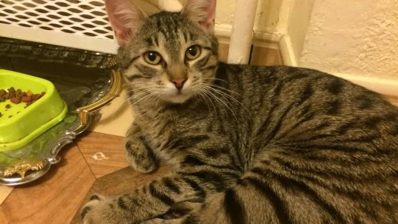 Алина / Хозяйка кота