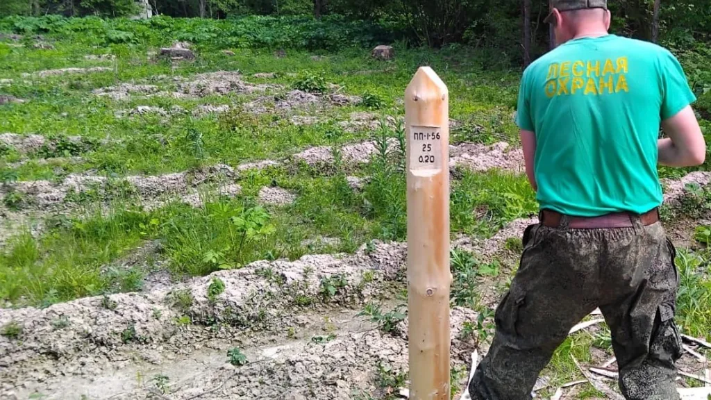 Фото: ГКУ МО «Мособллес»