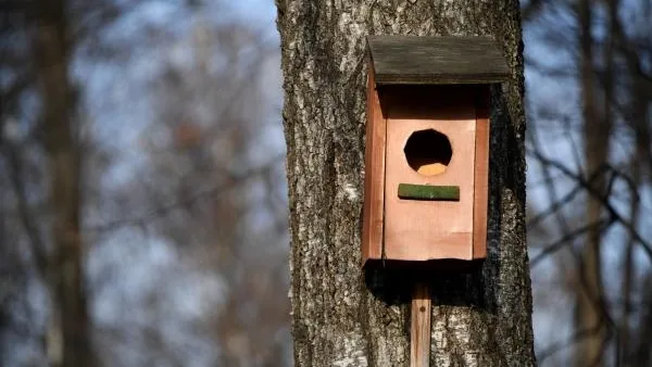 Экологи провели для москвичей онлайн-мастер-класс по созданию скворечников